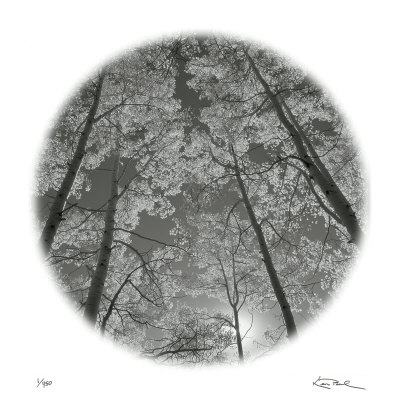 Sunlit Clearing by Ken Paul Pricing Limited Edition Print image