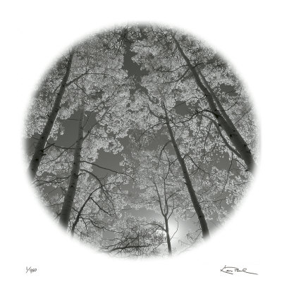 Sunlit Clearing by Ken Paul Pricing Limited Edition Print image