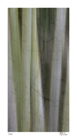 Hidden Bamboo Ii by M.J. Lew Pricing Limited Edition Print image
