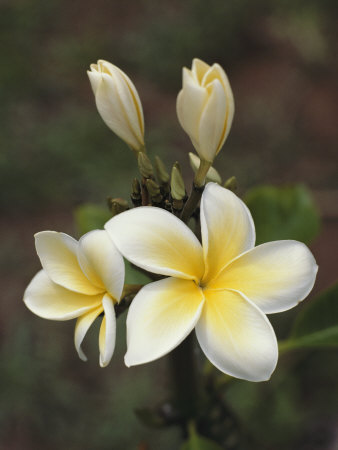 Close View Of Frangipani Flowers by Ira Block Pricing Limited Edition Print image