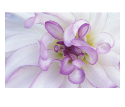 Purple Flower by Michele Westmorland Pricing Limited Edition Print image