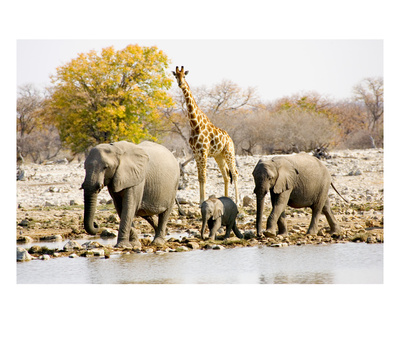 African Elephants And Giraffe At Watering Hole, Namibia by Joe Restuccia Iii Pricing Limited Edition Print image
