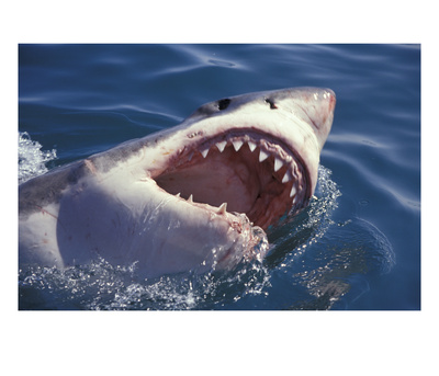 Dangerous Mouth Of The Great White Shark, South Africa by Michele Westmorland Pricing Limited Edition Print image