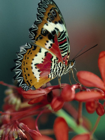 Butterfly by Tony Ruta Pricing Limited Edition Print image