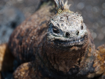 Meerechse Auf Galapagos by Oliver Schwartz Pricing Limited Edition Print image