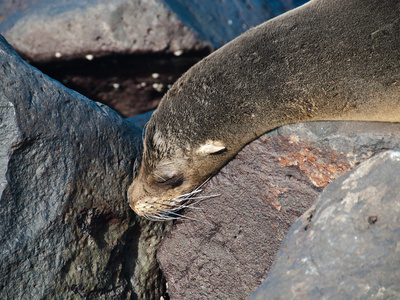 Seeloewe Auf Galapagos by Oliver Schwartz Pricing Limited Edition Print image