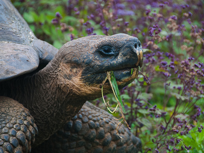 Riesenschildkroete Auf Galapagos by Oliver Schwartz Pricing Limited Edition Print image