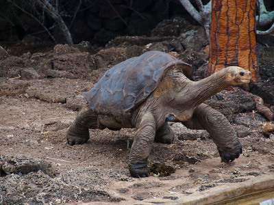 Riesenschildkroeten-Single Lonesome George by Oliver Schwartz Pricing Limited Edition Print image