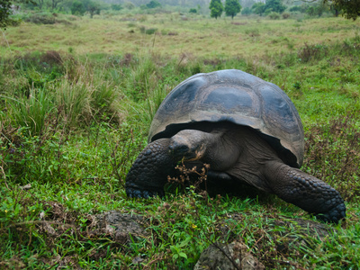 Riesenschildkroetenbulle Auf Galapagos by Oliver Schwartz Pricing Limited Edition Print image