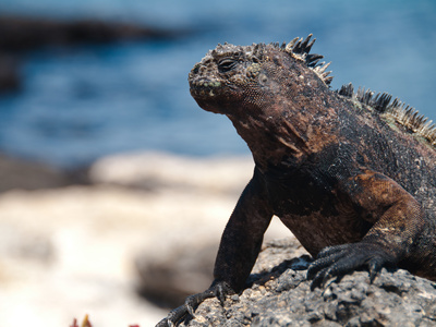 Landleguan Auf Galapagos by Oliver Schwartz Pricing Limited Edition Print image