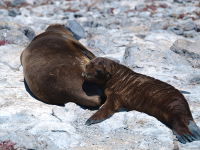 Seeloewen-Familie Auf Galapagos by Oliver Schwartz Pricing Limited Edition Print image