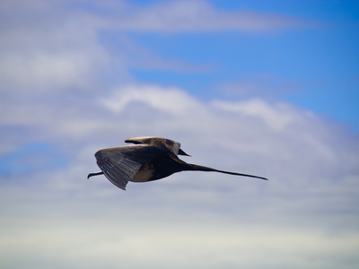 Fregattvogel Auf Galapagos by Oliver Schwartz Pricing Limited Edition Print image