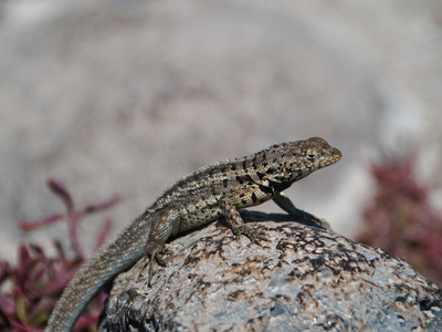 Lavaechse Auf Galapagos by Oliver Schwartz Pricing Limited Edition Print image