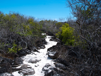 Galapagos by Oliver Schwartz Pricing Limited Edition Print image