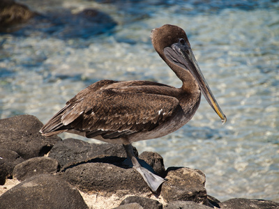 Pelikan Auf Galapagos by Oliver Schwartz Pricing Limited Edition Print image