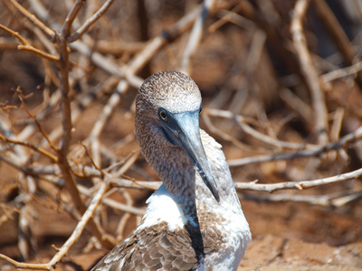 Blaufusstoelpel Auf Galapagos by Oliver Schwartz Pricing Limited Edition Print image