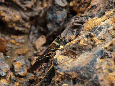 Grille Auf Galapagos by Oliver Schwartz Pricing Limited Edition Print image