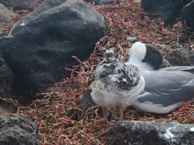 Moewe Mit Nachwuchs Auf Galapagos by Oliver Schwartz Pricing Limited Edition Print image