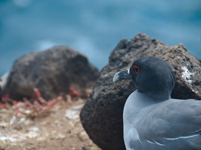 Moewe Auf Galapagos by Oliver Schwartz Pricing Limited Edition Print image