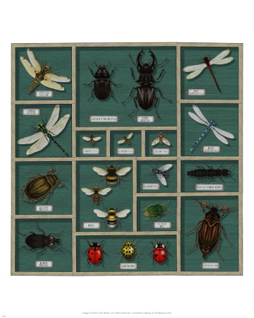 Insect Specimens by Alan Baker Pricing Limited Edition Print image