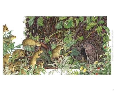 Mice In Hedgerow by Alan Baker Pricing Limited Edition Print image