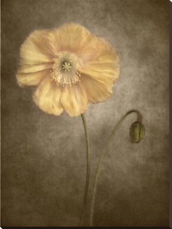 Poppy I by Dianne Poinski Pricing Limited Edition Print image