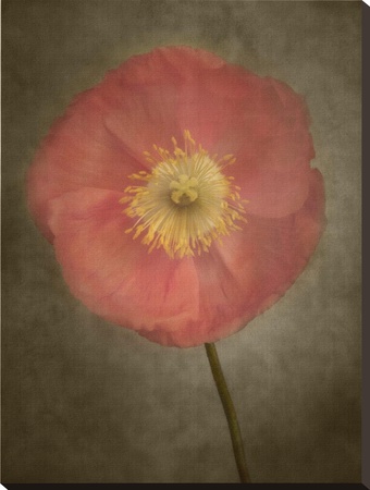Poppy Iii by Dianne Poinski Pricing Limited Edition Print image
