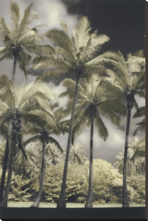 Hawaiian Vintage Ii by Dianne Poinski Pricing Limited Edition Print image