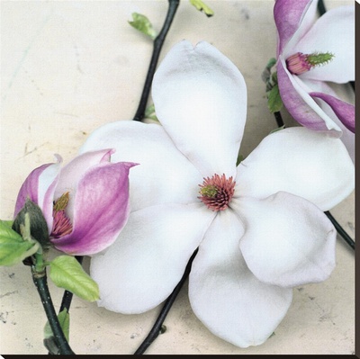 Magnolia Diva I by Heather Johnston Pricing Limited Edition Print image