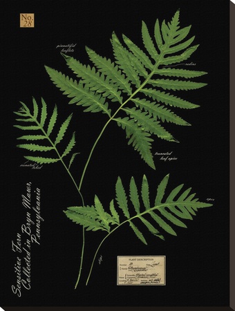 Sensitive Fern by Brian Foster Pricing Limited Edition Print image