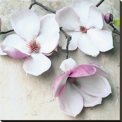 Magnolia Diva Ii by Heather Johnston Pricing Limited Edition Print image