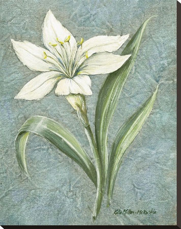 White Lilly by Kate Mcrostie Pricing Limited Edition Print image
