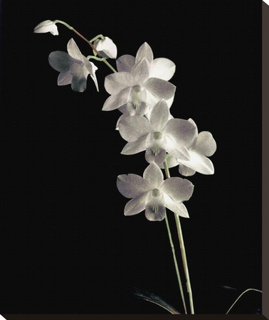Orchid Study Iii by Dianne Poinski Pricing Limited Edition Print image