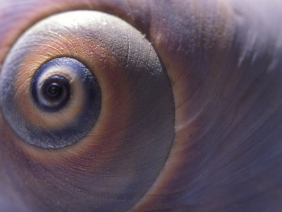 A Close View Of The Spirals Of A Moon Snail Shell by Darlyne A. Murawski Pricing Limited Edition Print image