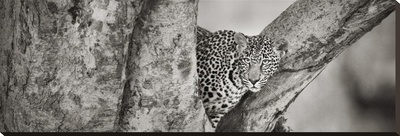 Leopard Looking From Tree by Andy Biggs Pricing Limited Edition Print image