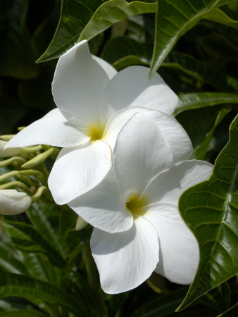 White Flowers On Palm Beach, Aruba by Lisa S. Engelbrecht Pricing Limited Edition Print image