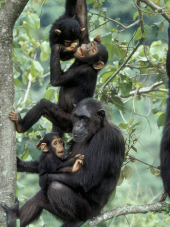 Young Male Chimpanzees Play, Gombe National Park, Tanzania by Kristin Mosher Pricing Limited Edition Print image