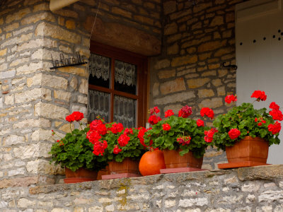 Potted Geraniums On Stone Wall, Burgundy, France by Lisa S. Engelbrecht Pricing Limited Edition Print image