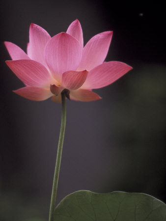 Lotus Flower In Bloom, Cambodia by Russell Young Pricing Limited Edition Print image