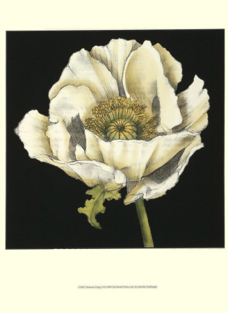 Dramatic Poppy Ii by Jennifer Goldberger Pricing Limited Edition Print image