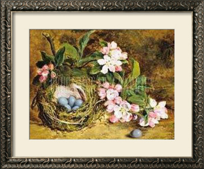 Apple Blossom And A Bird's Nest by H. Barnard Grey Pricing Limited Edition Print image