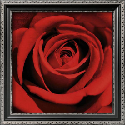 Red Rose by Laurent Pinsard Pricing Limited Edition Print image