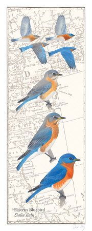 Eastern Bluebird by David Sibley Pricing Limited Edition Print image
