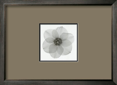 Daffodil Ii by Steven N. Meyers Pricing Limited Edition Print image