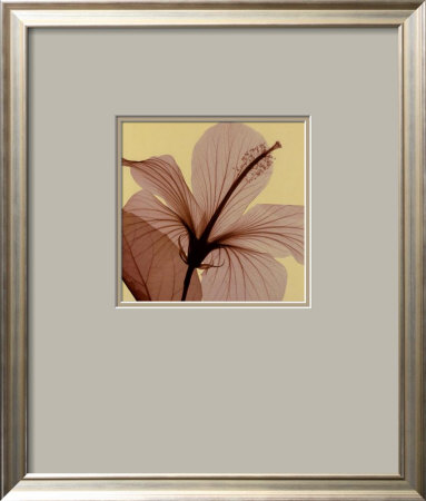 Hibiscus by Steven N. Meyers Pricing Limited Edition Print image
