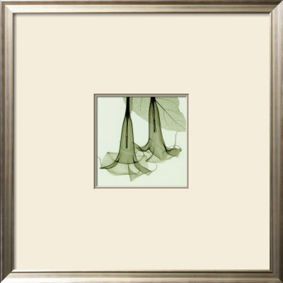 Datura Sm. by Steven N. Meyers Pricing Limited Edition Print image