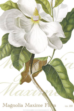 Magnolia Maxime by Georg Dionysius Ehret Pricing Limited Edition Print image