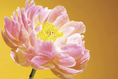 Pink Peony by Judith Gigliotti Pricing Limited Edition Print image