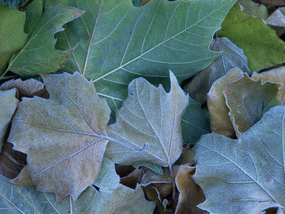 Frosted Leaves On The Ground In Late Autumn. Winchester, Hampshire, Uk by Adam Burton Pricing Limited Edition Print image