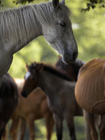 New Forest Ponies In Woodland, Hampshire, England by Adam Burton Pricing Limited Edition Print image